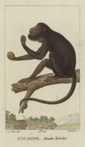 Aullador de manos rojas de Jean Gabriel Pretre